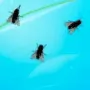 Fly on Desktop логотип