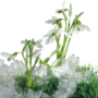 Spring логотип