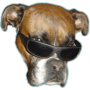 Dog vision логотип