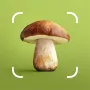 Mushroom ID логотип