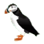 Bird Color Book логотип