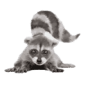 ScreenShoter from ENOT логотип