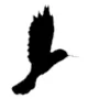Colibri логотип